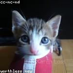 Dennis Nikolaus Profile Picture